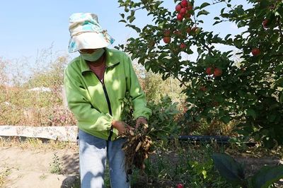 布爾津鎮(zhèn) 果蔬豐收采摘忙，增收致富助振興
