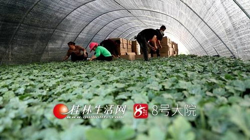 新坪幼苗育希望 苗木產(chǎn)業(yè)促增收——荔浦新坪鎮(zhèn)發(fā)展特色苗木培育助農(nóng)致富紀實